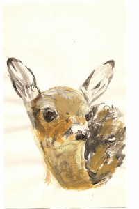 deer1 